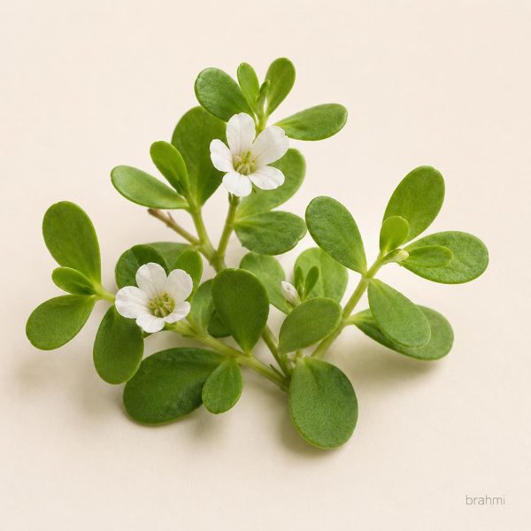 Brahmi